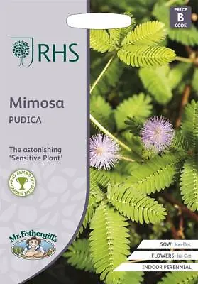 Mimosa Pudica  100 Fresh Seeds    Mimosa Seeds    Flower Seeds    Mr Fothergills • £1.85