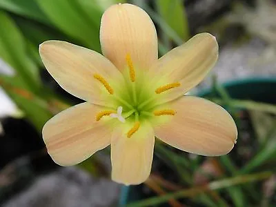 Rain Lily Zephyranthes Apricot Queen 1 Bulb Habranthus • $18