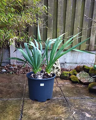 Yucca Recurvifolia Yukka Gloriosa 2x  Garden Hardy Live Plant YR04 • £30