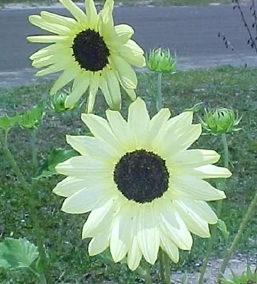35+ Vanilla Ice Sunflower Flower Seeds / Unusual Long -lasting Annual • $4.89