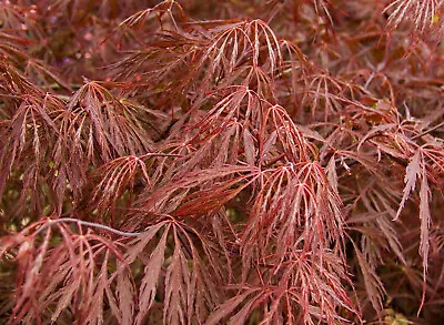 ACER Palmatum 'dissectum Star Red' - Acer Japanese Red (V18-18x16) • £62.58