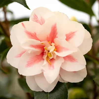 Camellia Lady Vansittart 2L Pot Bicolour White/Pink Flowers Evergreen Shrub • £16.95