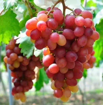 Grape Vitis Plant Pinkdose Rare 'Suffolk Red' - Ready To Plant In 9cm Pot • £8.99