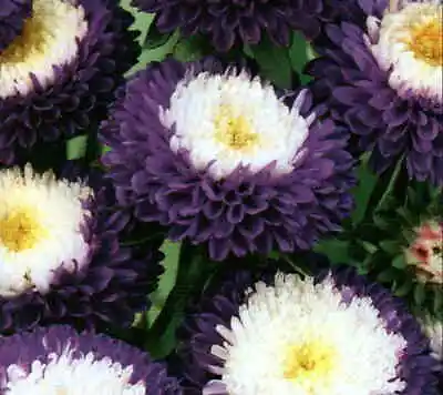 £3.89 • Buy ASTER PEONY SUPREME BELSTEAD Flowers- 50 SEEDS (Callistephus Chinensis) .   