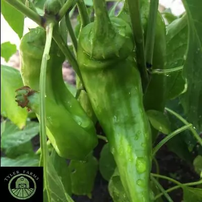 10+ Hatch (New Mexico) Chile Pepper Seeds | USA Grown • $6.99