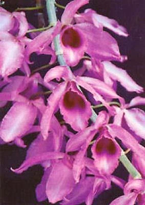 $14 • Buy ORCHID  Dendrobium Anosmum - HIGHLY PERFUMED - SPECIES