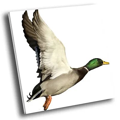 £24.99 • Buy Square Animal Photo Canvas Wall Art Picture Prints Green Grey Duck Fly Orange