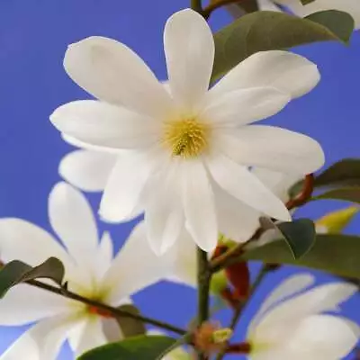 Magnolia Fairy Tree Shrub White Fairy Spring Flowering Evergreen Plant 3L Pot • £45.98