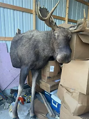 Half Lifesize Moose Taxidermy Mount • $4500