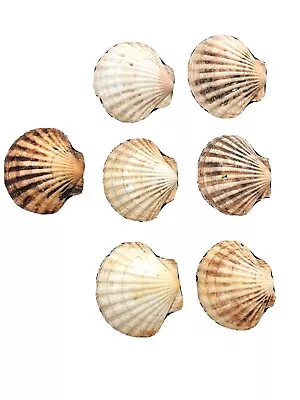 Set Of 7 Lions Paw Scallop Shells For Baking Or Decorating • $72