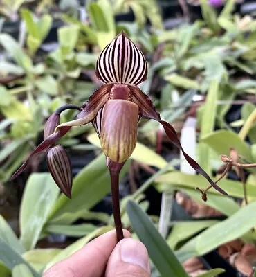 RARER OFFER MINI MULTIFLORAL PAPH ORCHID SPECIES Wilhelminae IN BLOOM!! • $100