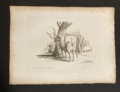 £9.99 • Buy Etching By Samuel Howitt CATTLE