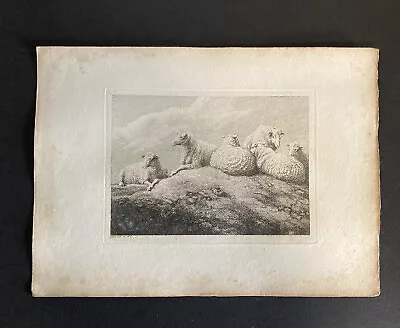 £5 • Buy Etching By Samuel Howitt SHEEP