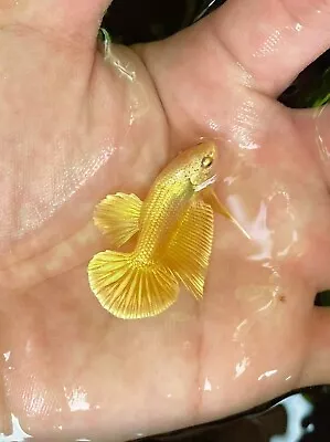 Gold Betta Fish High Quality - Hmpk - USA Seller • $39