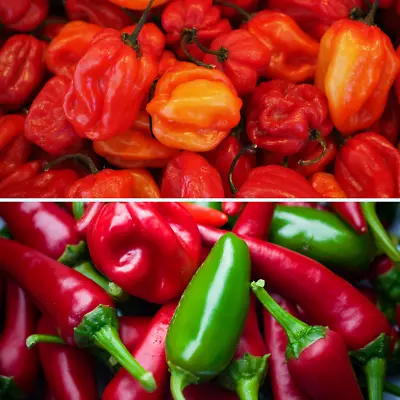 2 Packs Chilli Pepper Seeds - Scotch Bonnet And Jalapeno Seeds Hot Chillis! • £3.99