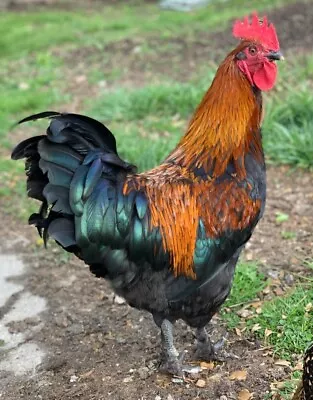 12 + Black Copper Maran Hatching Eggs French Standard • $35