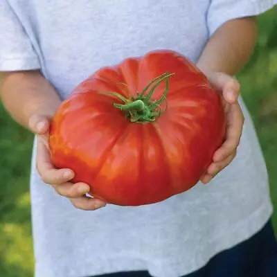 Giant Tomato 'Gigantomo' Vegetable Plug Plants Pack X6 • £3.95