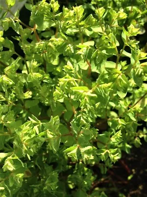 EUPHORBIA PEPLUS Radium Cancer Weed Petty Spurge HEALING Herb X 30+ Seeds • $3.99