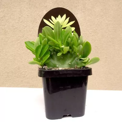 Euphorbia Neriifolia Cristata ~ Euphorbia Crest ~ Succulent Cactus • $20