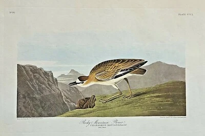 $175 • Buy AUDUBON AMSTERDAM Double Elephant Folio ROCKY MTN. PLOVER Plate #350 WATERMARKED