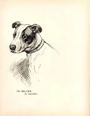 1933 Lovely Vintage Dog Print Original Pen & Pencil Sketch By K.F. Barker • £8.75