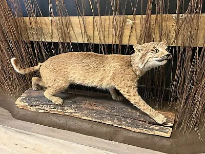 Bobcat Taxidermy Full Body Mount Cabin Camp Man Cave Home Office Den Decor • $450