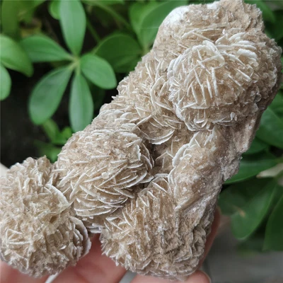 $20.99 • Buy 195g DESERT ROSE SELENITE Specimen Crystal Stone From Mexico F3280