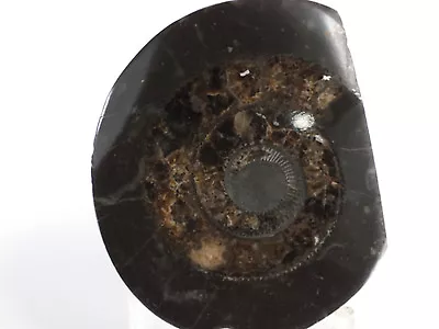 Ammonite Dactylioceras Commune Polished Half  (EA6561) Fossil Shell Cretaceous • $30.44