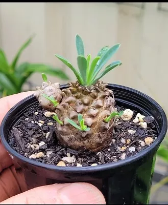 Pineapple Head Euphorbia  (Euphorbia Japonica) • $13