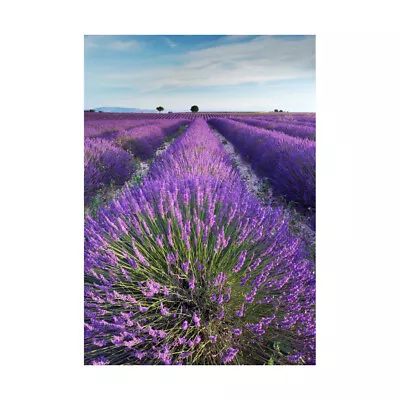 Lavender Field Provence France Morning Flowers Photo Framed Art Print 12x16 Inch • £11.99