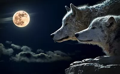 £13.99 • Buy Wolf Moon Night Home 3D Wall Sticker Art Poster Decals Murals Kids Room Z50
