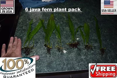 6 Plants Java Fern Easy Aquarium Aquascaping Planted Tank Low Light  US Grown  • $29.99