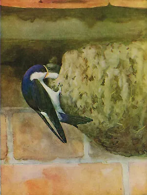 House Martin Feeding It's Young Vintage Bird Picture Print Collins C1930 BB#74 • $3.15