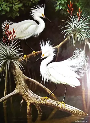 Vintage 1949 Bird Print Snowy Egrets In Courtship Plumage Walter Weber • $9.99