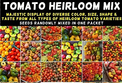 TOMATO Heirloom Mix 40 Seeds ALL TYPES NON-GMO Spring Summer Garden RARE TASTEE! • $4.99