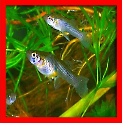 X50 Live Gambusia Mosquito Aquarium Pond Feeder Fish Guppy Pets • $54.29