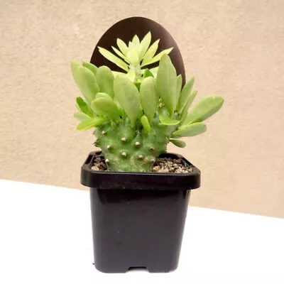 Euphorbia Neriifolia Cristata ~ Euphorbia Crest ~ Succulent Cactus • $20