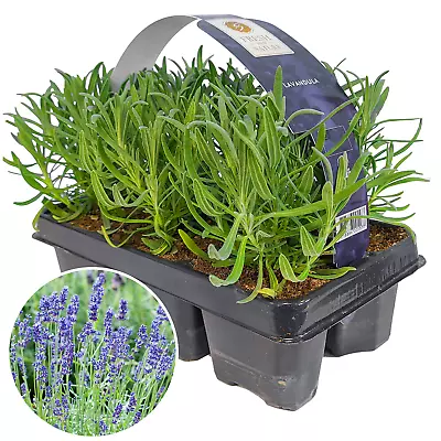 £16.99 • Buy Lavender Angustifolia Fragrant Garden Plants For Borders Pots Container (6 Pack)