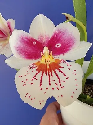 Oncidium Orchid Live Plant Miltonia Prelapsarian  Stefanie ~ 4  Pot Miltoniopsis • $14.99