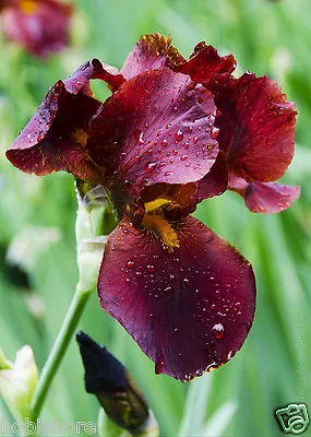 Free Post Aust Blackbluepurplewhiteyellow Bearded Iris Seed Poor Mans Orchid • $14.95