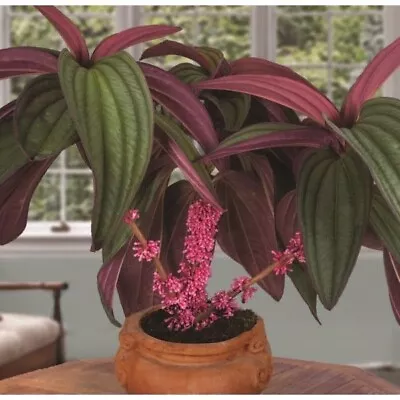 Gregori Hambali  Medinilla Plant~Well Rooted STARTER Plant~ VERY RARE • $24.99