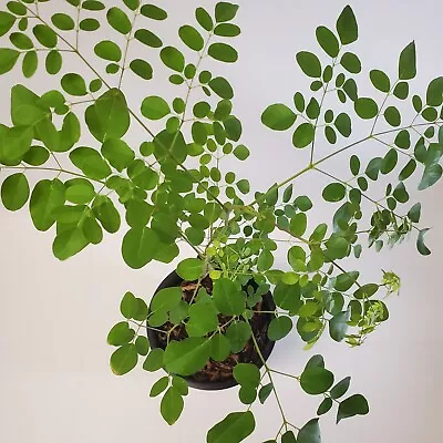 Moringa Tree Live Plant 6+ Month Old Trunk Topped Nutritious Miracle Tree  • $84.75