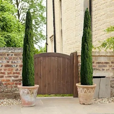 Italian Cypress Trees (Pair) 60-80 Cm Pair Outdoor Home And Garden Plants • £34.98