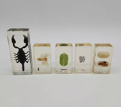 Insects In Resin Lot! Black Scorpion - Silk Worm - Moth - Cocoon & Eggs  • $24