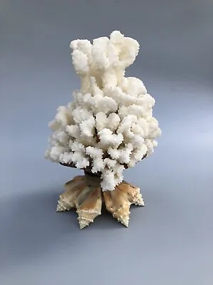 Real White Coral Conch Tree Sculpture Art Seashell Hollywood Regency Decor • $124.99