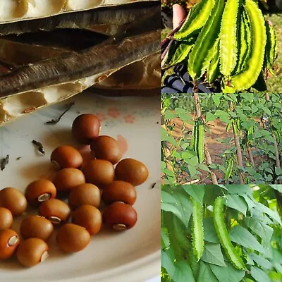 35+ Winged Bean Seeds/ Asparagus Bean Seeds/ Dragon Bean Seeds FREE SHIPPING!! • $6.49