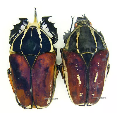 Unmounted Beetle/Cetoniidae - Mecynorrhina Torquata Ugandensis PAIR 11 • $36.36