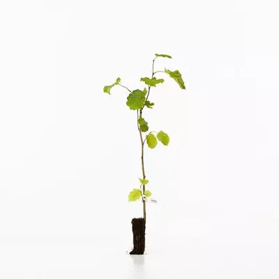 £10.95 • Buy Hazel Tree - Corylus Avellana - Cob  40 - 60cm Tall