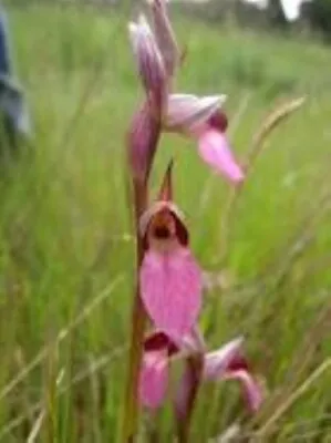  Rare Hardy Serapias Lingua Orchid • $10