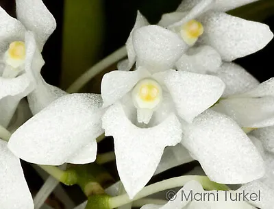 Mystacidium Braybonae Small Orchid Mounted • $39.95